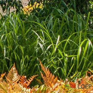 Calamagrostis brachytricha C2