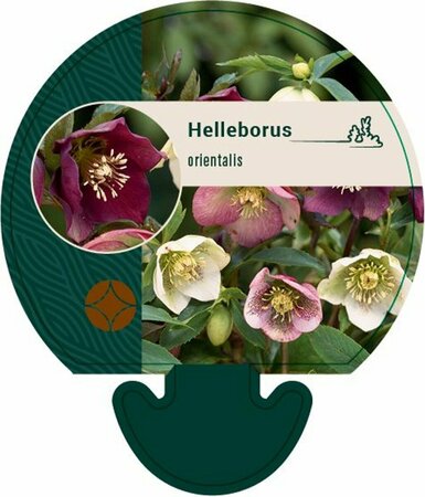 Helleborus orientalis C1.5 - afbeelding 2