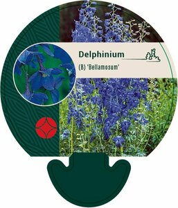 Delphinium (B) 'Bellamosum' P9 - afbeelding 2