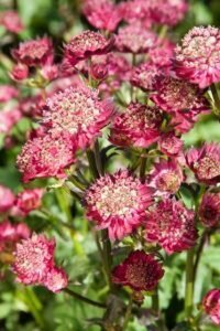 Astrantia major 'Moulin Rouge' C2 - afbeelding 2