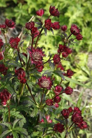 Astrantia major 'Moulin Rouge' C2 - afbeelding 4