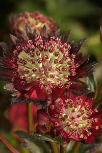 Astrantia major 'Moulin Rouge' C2 - afbeelding 5