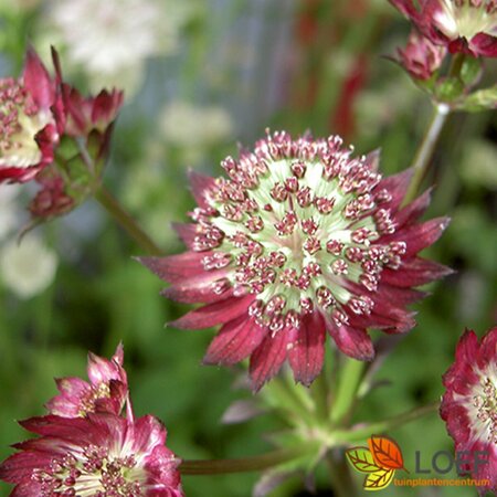 Astrantia major 'Moulin Rouge' C2 - afbeelding 1