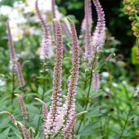 Veronicastrum virg. 'Erika' P9 - afbeelding 2