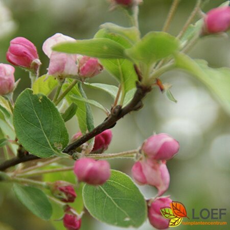 Malus 'Red Sentinel' 175/200 C. - afbeelding 2