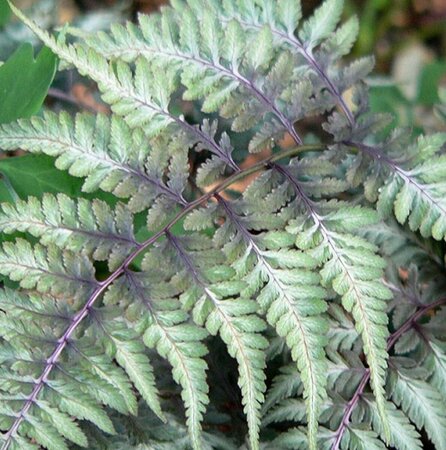 Athyrium niponicum 'Pictum' P9 - afbeelding 3