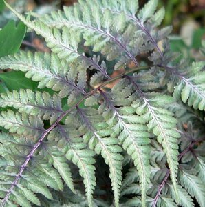 Athyrium niponicum 'Pictum' P9 - afbeelding 3