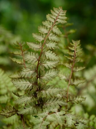 Athyrium niponicum 'Pictum' P9 - afbeelding 4