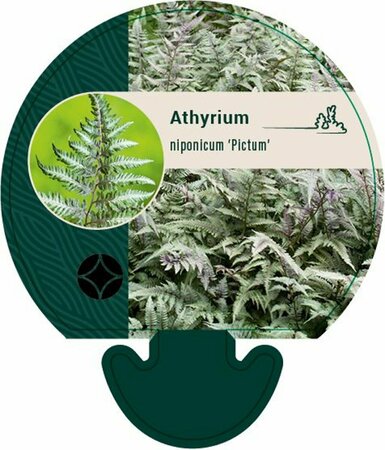 Athyrium niponicum 'Pictum' P9 - afbeelding 1