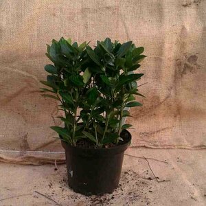 Euonymus japonicus Leischerm 70 x 120 C. - afbeelding 2