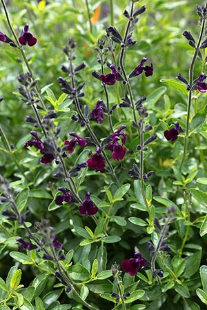 Salvia 'Nachtvlinder' P9 - afbeelding 4