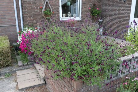 Salvia 'Nachtvlinder' P9 - afbeelding 3