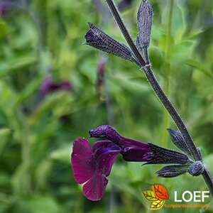 Salvia 'Nachtvlinder' P9 - afbeelding 2