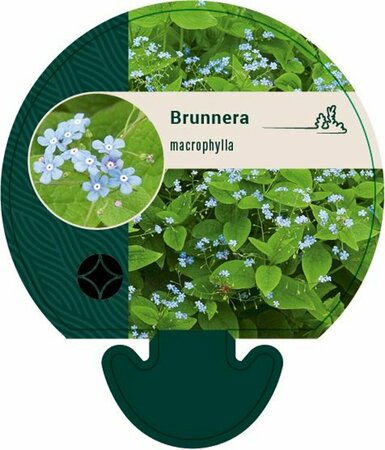 Brunnera macrophylla C2 - afbeelding 4