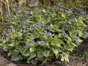 Brunnera macrophylla 'Jack Frost' C2 - afbeelding 6