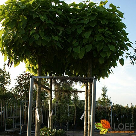 Catalpa bignonioides 'Nana' ST. 200 10-12 C.  - afbeelding 2