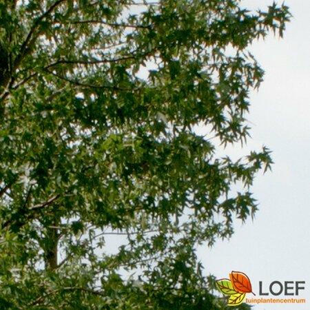 Liquidambar styraciflua 'Worplesdon' ST. 180 8-10 C. Lei - afbeelding 2