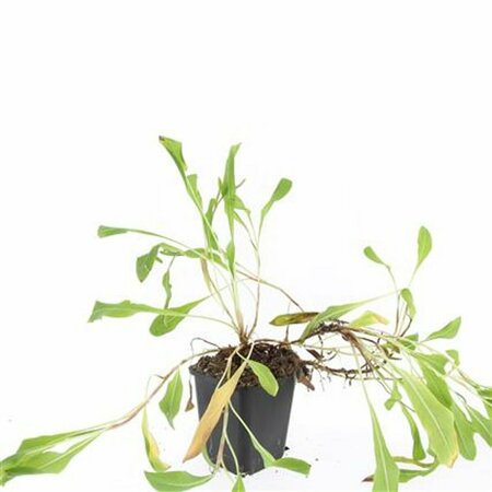 Persicaria affinis 'Superba' P9 - afbeelding 1