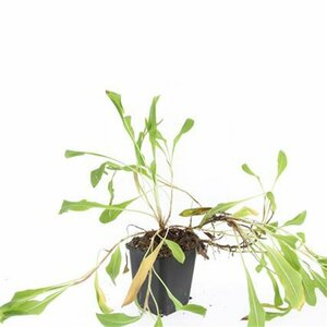 Persicaria affinis 'Superba' P9 - afbeelding 1