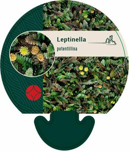 Leptinella potentillina P9 - afbeelding 2