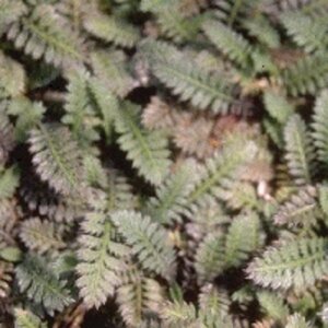 Leptinella potentillina P9 - afbeelding 1