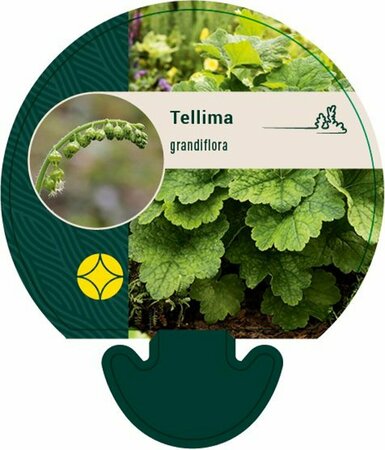 Tellima grandiflora P9 - afbeelding 5