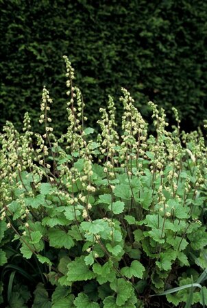 Tellima grandiflora P9 - afbeelding 2