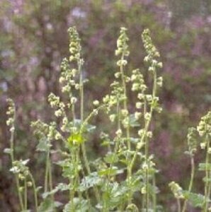 Tellima grandiflora P9 - afbeelding 3