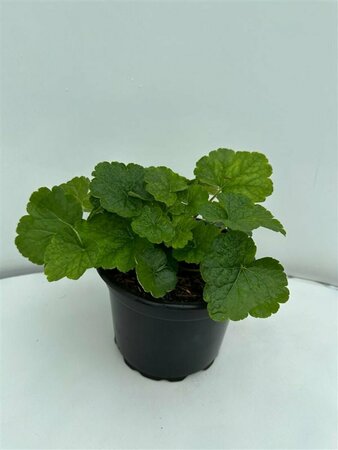 Tellima grandiflora P9 - afbeelding 6