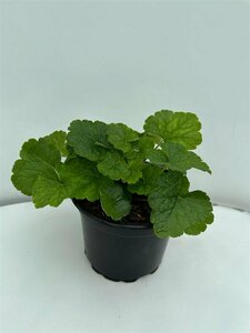 Tellima grandiflora P9 - afbeelding 6