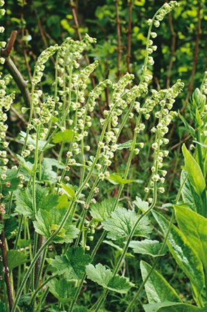 Tellima grandiflora P9 - afbeelding 4