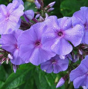 Phlox paniculata 'Amethyst' P9 - afbeelding 4