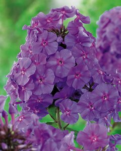 Phlox paniculata 'Amethyst' P9 - afbeelding 5
