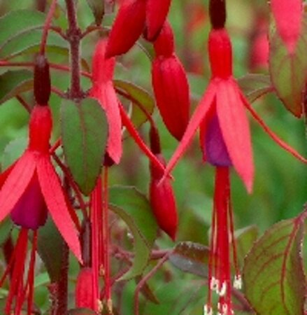 Fuchsia magellanica 'Gracilis' P9 - afbeelding 2