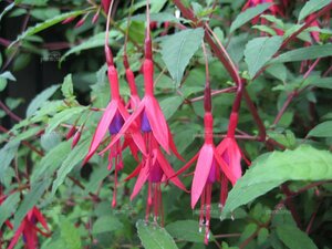 Fuchsia magellanica 'Gracilis' P9 - afbeelding 3