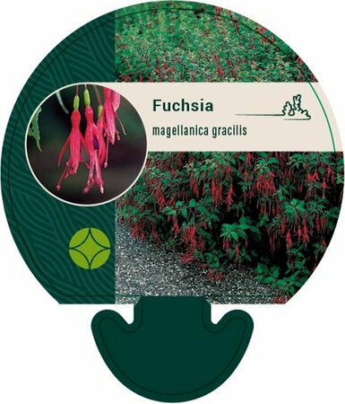 Fuchsia magellanica 'Gracilis' P9 - afbeelding 1