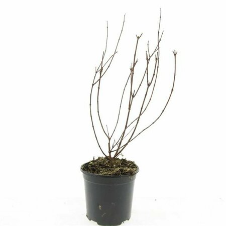 Philadelphus 'Belle Etoile' 80/100 C. - afbeelding 1