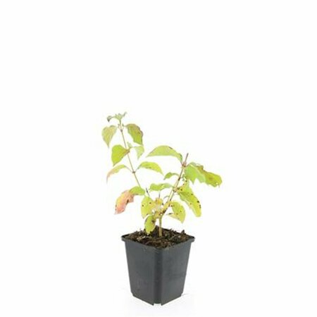Cornus sanguinea 'Midwinter Fire' 30/40 C. - afbeelding 8