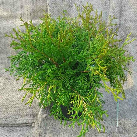Chamaecyparis o. 'Kamarachiba' 25/30 C.