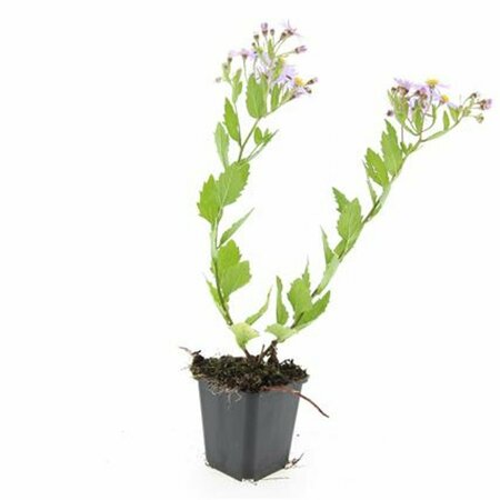 Aster ageratoides 'Asran' P9 - afbeelding 14