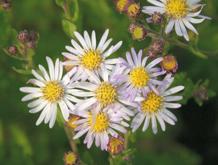 Aster ageratoides 'Asran' P9 - afbeelding 16