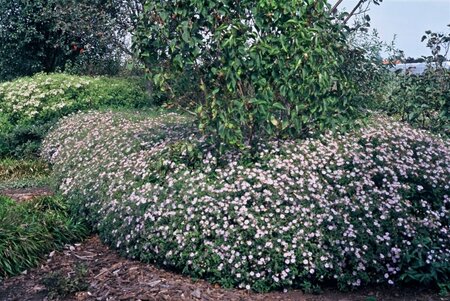 Aster ageratoides 'Asran' P9 - afbeelding 6