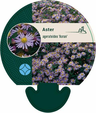 Aster ageratoides 'Asran' P9 - afbeelding 19