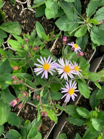 Aster ageratoides 'Asran' P9 - afbeelding 5