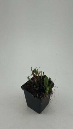 Aster ageratoides 'Asran' P9 - afbeelding 8