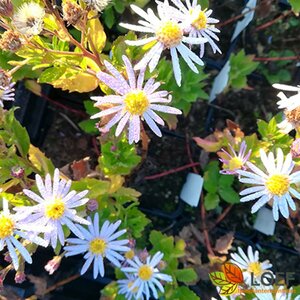 Aster ageratoides 'Asran' P9 - afbeelding 18