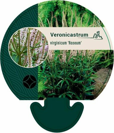 Veronicastrum virginicum 'Roseum' P9 - afbeelding 1