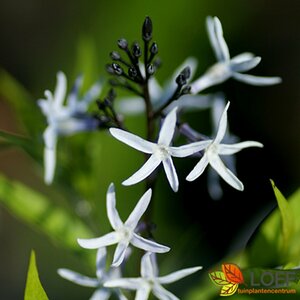 Amsonia tabernaemontana P9 - afbeelding 3
