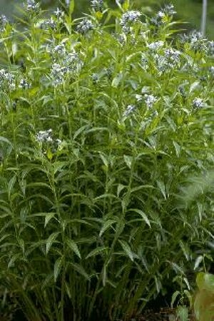 Amsonia tabernaemontana P9 - afbeelding 2