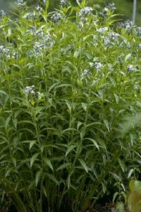 Amsonia tabernaemontana P9 - afbeelding 2